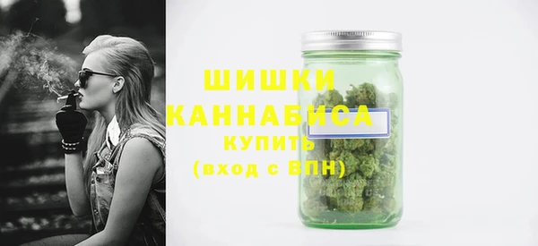 сатива Новозыбков